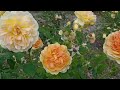 A Beautiful Rose Garden #roses #rosegarden #garden #flower #walk #park #relax