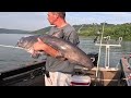 Ohio River GIANT (Blue Catfish)