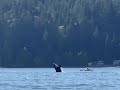 Washington Canoeists Get Up-Close View of Orcas Jumping in Hood Canal Waters