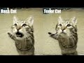 Cat Hands - two cats singing 
