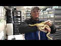 My Collection: San Diego Gopher Snakes (p.c. annectens)