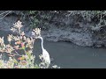 2021-09-22 Ducks and Snowy Egret in Sunnyvale