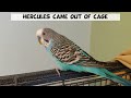 Sunday Budgie/Parakeets family, Petunia mom, Hercules dad, Sunny son,  throwback video.