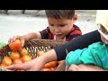single girl; Harvest tomatoes with your children to sell - Cook with your children by the fire