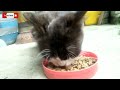 Vlog Receh Kucing Rumahan 🐱