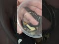 finally got the full process - superworm to pupa metamorphosis shedding skin from start to finish