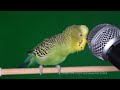Волнистый попугай и микрофон. Ремикс. 1-часовая версия