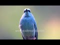 Deep sky blue Verditer Flycatcher at wildfilmsindia Jabbarkhet: Prettier Himalayan bird there isn't!
