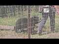 BEARS 🐻 #baby #bear #wildlifepark #wildlife #fun #amazing #wildlife #cute #shortsfeed #shorts #short