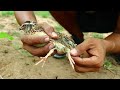 Easy Method Quail Trap With Eggs Nest // Creative Simple Bird Trap