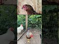 ￼Love beautiful chickens in the world