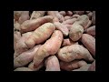 Raw-Pack Pressure Canning Sweet Potatoes