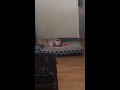 Foster Dog Skip plays with toy