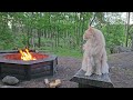Maine Coon Buster and the Campfire!