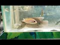 ornamental fish, gourami fish, catfish, cute chickens, colorful chickens, rabbits, cats, guinea pigs