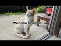 Stray Cat to Pet Cat | The Surprising Turn of Events with a Hissing Feral Cat