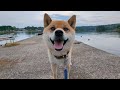 [Noto] R6.6.8 17:00 Shiba Inu Taro walk around the Kujuku Bay campsite🐾