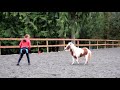 How to Teach Your Horse to do LIBERTY [The first steps of liberty training]