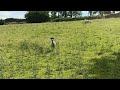 Sheep in the field by our cottage.