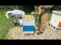 B&T's HoneyBees - July 24 Hive Inspection