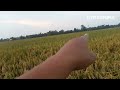 🔴Petani Indonesia 🇮🇩 ❗Siap panen