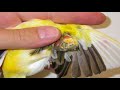 Canaries as Pets: Species Spotlight