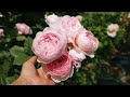 영국 장미 데이비드 오스틴 장미를 소개합니다./DAVID AUSTIN ROSES