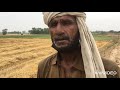 New Holland Clayson 8070 Harvester se Gandum ki katai in Shakargarh شکر گڑھ میں گندم کی کٹائی
