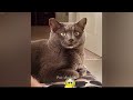 🐱 Funniest Cats and Dogs Videos 😅❤️ Funniest Catss 😻😆