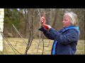 Pruning An Apple Tree in 5 Easy Steps