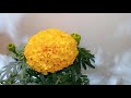 MARIGOLD/GENDA PLANT GROWING GUIDELINE