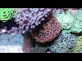 Torch Coral Care Guide
