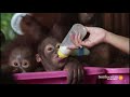 Orangutan Jungle School: And So It Begins... (Full Episode)
