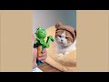 Funny Dog and Cat Videos That Will Make You Laugh 😹🐶 Best Funniest Animal Videos of 2024 1 Hour