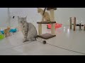 😂 Best Cats Videos 🤣 Funny Animal Moments 2024 🐕