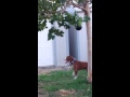 My pit bull taz crying to get rope off tree