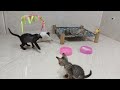 CLASSIC Dog and Cat Videos😍1 HOURS of FUNNY Clips😻