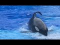 The VERY FIRST Orca Encounter show at SeaWorld Orlando!