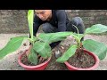 THE FASTEST TECHNIQUE for propagating bananas with aloe vera grows quickly in 20 days