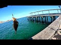 Fluke Fishing From Pier Coney Island NYC (Summer Flounder)