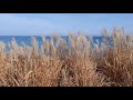 Kans grass at Atwater Park, Shorewood, Milwaukee, Wisconsin. Fall in Midwest.