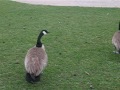 geese outside of Idaho state