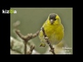 Kizoa Movie - Video - Slideshow Maker: Eurasian siskin song(Carduelis spinus)