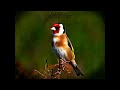 Wild goldfinch song from Algeria تغريد الحسون الخلوي الجزائري