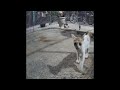 😂😂 Funniest Cats and Dogs Videos 😻😂 Funny And Cute Animal Videos 2024 # 17
