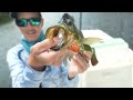 Catching 100's of Everglades Fish! (HUGE Mistake)