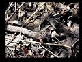 Garter Snake VS Wood Frog