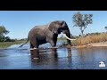 Jabu the elephant's  boisterous swim | Living With Elephants Foundation | Botswana