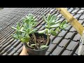 graptoveria opalina#secculent #sukulen #tanamanhias #tanamanhias #haworthia #echeveria #kaktus
