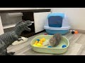 Cute Cats React To Fake T Rex So Funny 😍